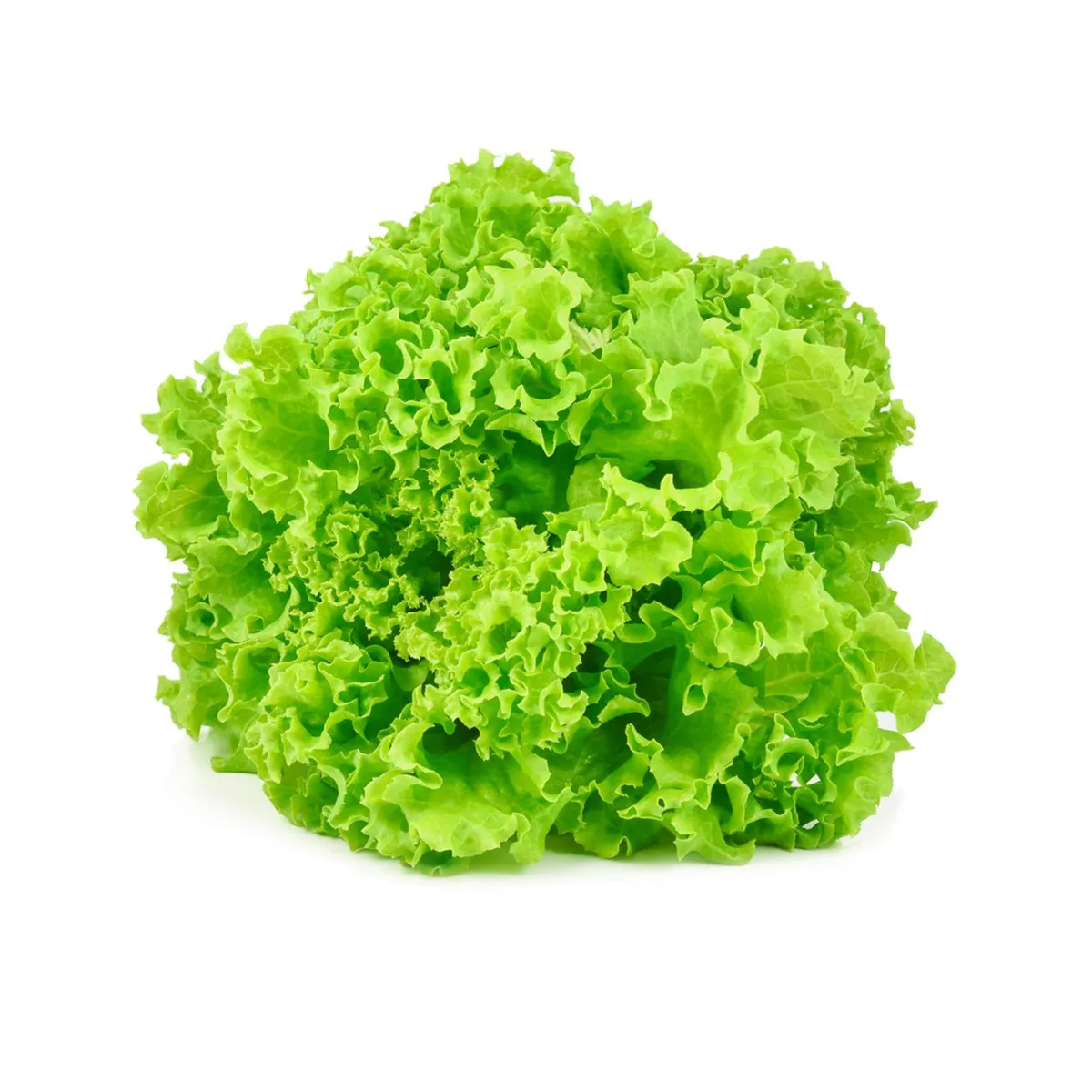 Alface Crespa Ôrganica Un